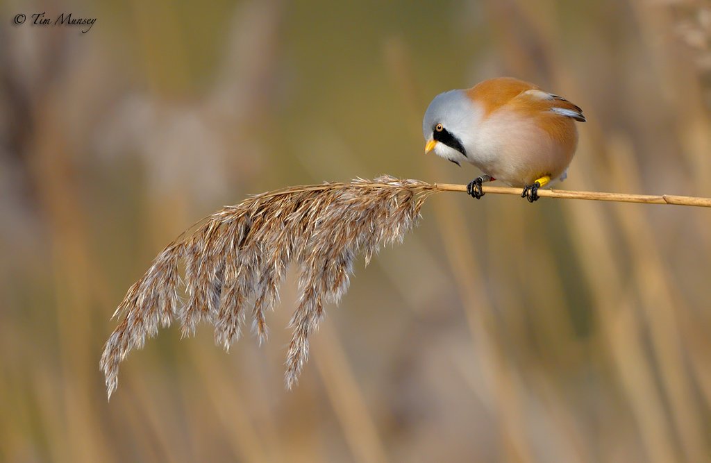 Bearded Reedling 211110_3.jpg
